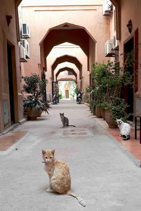 Riad Nekhla Marrakesh Eksteriør billede
